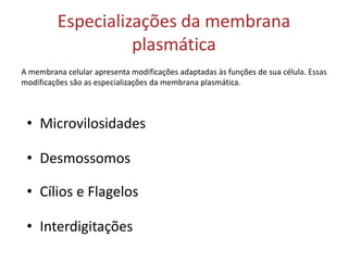 Especializações da membrana
plasmática
• Microvilosidades
• Desmossomos
• Cílios e Flagelos
• Interdigitações
A membrana celular apresenta modificações adaptadas às funções de sua célula. Essas
modificações são as especializações da membrana plasmática.
 