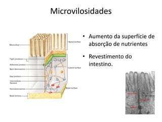 Microvilosidades
• Aumento da superfície de
absorção de nutrientes
• Revestimento do
intestino.
 