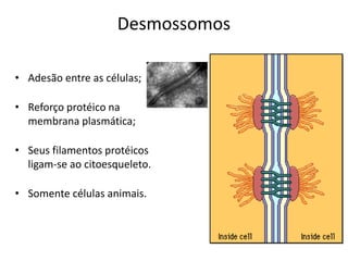 Desmossomos
• Adesão entre as células;
• Reforço protéico na
membrana plasmática;
• Seus filamentos protéicos
ligam-se ao citoesqueleto.
• Somente células animais.
 
