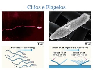 Cílios e Flagelos
 