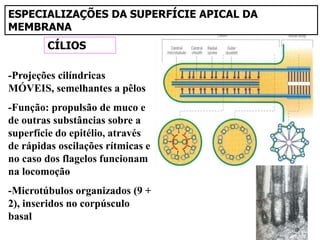 ESPECIALIZAÇÕES DA SUPERFÍCIE APICAL DA
MEMBRANA
CÍLIOS
-Projeções cilíndricas
MÓVEIS, semelhantes a pêlos
-Função: propulsão de muco e
de outras substâncias sobre a
superfície do epitélio, através
de rápidas oscilações rítmicas e
no caso dos flagelos funcionam
na locomoção
-Microtúbulos organizados (9 +
2), inseridos no corpúsculo
basal
 