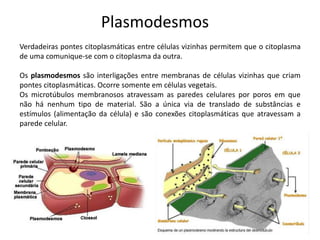 Plasmodesmos
Verdadeiras pontes citoplasmáticas entre células vizinhas permitem que o citoplasma
de uma comunique-se com o citoplasma da outra.
Os plasmodesmos são interligações entre membranas de células vizinhas que criam
pontes citoplasmáticas. Ocorre somente em células vegetais.
Os microtúbulos membranosos atravessam as paredes celulares por poros em que
não há nenhum tipo de material. São a única via de translado de substâncias e
estímulos (alimentação da célula) e são conexões citoplasmáticas que atravessam a
parede celular.
 