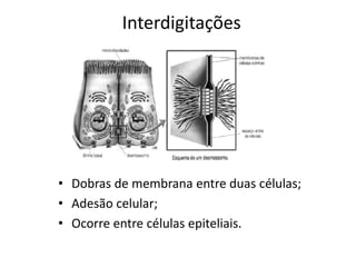 Interdigitações
• Dobras de membrana entre duas células;
• Adesão celular;
• Ocorre entre células epiteliais.
 