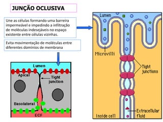 Une as células formando uma barreira
impermeável e impedindo a infiltração
de moléculas indesejáveis no espaço
existente entre células vizinhas.
JUNÇÃO OCLUSIVA
Evita movimentação de moléculas entre
diferentes domínios de membrana
 