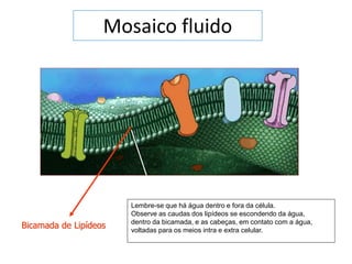 Mosaico fluido
Bicamada de Lipídeos
Lembre-se que há água dentro e fora da célula.
Observe as caudas dos lipídeos se escondendo da água,
dentro da bicamada, e as cabeças, em contato com a água,
voltadas para os meios intra e extra celular.
 
