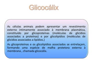 As células animais podem apresentar um revestimento
externo intimamente associado à membrana plasmática,
constituído por glicoproteínas (moléculas de glicídios
associados a proteínas) e por glicolipídios (moléculas de
glicídios associados a lipídios.)
As glicoproteínas e os glicolipídios associados se entrelaçam,
formando uma espécie de malha protetora externa à
membrana , chamada glicocálix.
 