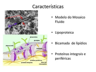 Características
• Modelo do Mosaico
Fluido
• Lipoproteica
• Bicamada de lipídios
• Proteínas integrais e
periféricas
 