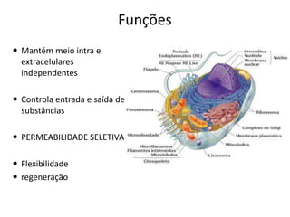 Funções
 Mantém meio intra e
extracelulares
independentes
 Controla entrada e saída de
substâncias
 PERMEABILIDADE SELETIVA
 Flexibilidade
 regeneração
 