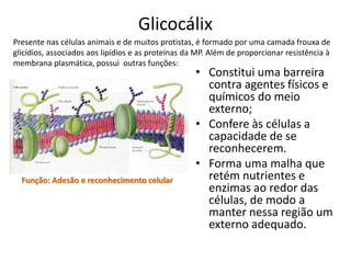 Glicocálix
• Constitui uma barreira
contra agentes físicos e
químicos do meio
externo;
• Confere às células a
capacidade de se
reconhecerem.
• Forma uma malha que
retém nutrientes e
enzimas ao redor das
células, de modo a
manter nessa região um
externo adequado.
Presente nas células animais e de muitos protistas, é formado por uma camada frouxa de
glicídios, associados aos lipídios e as proteínas da MP. Além de proporcionar resistência à
membrana plasmática, possui outras funções:
Função: Adesão e reconhecimento celular
 