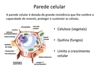 Parede celular
• Celulose (vegetais)
• Quitina (fungos)
• Limita o crescimento
celular
A parede celular é dotada de grande resistência que lhe confere a
capacidade de revestir, proteger e sustentar as células.
 