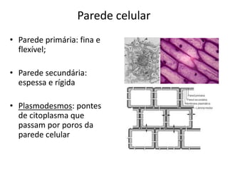Parede celular
• Parede primária: fina e
flexível;
• Parede secundária:
espessa e rígida
• Plasmodesmos: pontes
de citoplasma que
passam por poros da
parede celular
 