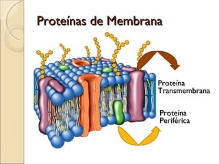 Proteínas de Membrana Proteína  Transmembrana Proteína  Periférica 