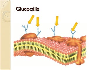 Glucocáliz 