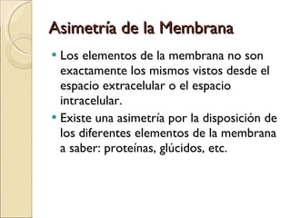 Asimetría de la Membrana Los elementos de la membrana no son exactamente los mismos vistos desde el espacio extracelular o el espacio intracelular. Existe una asimetría por la disposición de los diferentes elementos de la membrana a saber: proteínas, glúcidos, etc. 