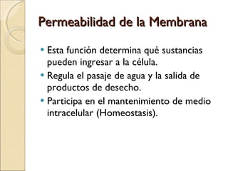 Permeabilidad de la Membrana Esta función determina qué sustancias pueden ingresar a la célula. Regula el pasaje de agua y la salida de productos de desecho. Participa en el mantenimiento de medio intracelular (Homeostasis). 