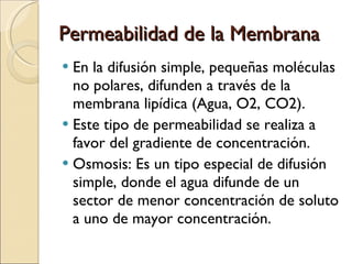 Permeabilidad de la Membrana En la difusión simple, pequeñas moléculas no polares, difunden a través de la membrana lipídica (Agua, O2, CO2). Este tipo de permeabilidad se realiza a favor del gradiente de concentración. Osmosis: Es un tipo especial de difusión simple, donde el agua difunde de un sector de menor concentración de soluto a uno de mayor concentración. 