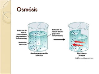 Osmósis 