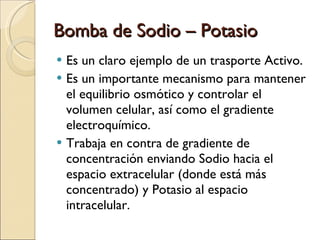 Bomba de Sodio – Potasio Es un claro ejemplo de un trasporte Activo. Es un importante mecanismo para mantener el equilibrio osmótico y controlar el volumen celular, así como el gradiente electroquímico. Trabaja en contra de gradiente de concentración enviando Sodio hacia el espacio extracelular (donde está más concentrado) y Potasio al espacio intracelular. 