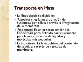 Transporte en Masa La Endocitosis se divide en: Fagocitosis:  es la incorporación de sustancias por célula a través la invaginación de la membrana. Pinocitosis:  Es un proceso similar a la Endocitosis pero definido particularmente para la incorporación de líquidos y moléculas más pequeñas. La Exocitosis: Es la expulsión del contenido de la célula a través de vesículas de membrana. 