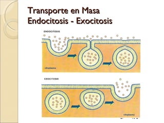 Transporte en Masa Endocitosis - Exocitosis 