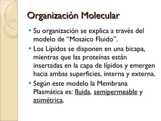 Organización Molecular Su organización se explica a través del modelo de “Mosaico Fluido”. Los Lípidos se disponen en una bicapa, mientras que las proteínas están insertadas en la capa de lípidos y emergen hacia ambas superficies, interna y externa. Según este modelo la Membrana Plasmática es:  fluida ,  semipermeable  y  asimétrica . 