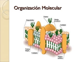 Organización Molecular 