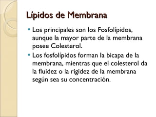 Lípidos de Membrana Los principales son los Fosfolípidos, aunque la mayor parte de la membrana posee Colesterol. Los fosfolípidos forman la bicapa de la membrana, mientras que el colesterol da la fluidez o la rigidez de la membrana según sea su concentración. 