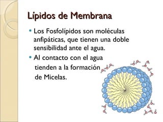 Lípidos de Membrana Los Fosfolípidos son moléculas anfipáticas, que tienen una doble sensibilidad ante el agua. Al contacto con el agua tienden a la formación  de Micelas. 