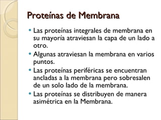 Proteínas de Membrana Las proteínas integrales de membrana en su mayoría atraviesan la capa de un lado a otro. Algunas atraviesan la membrana en varios puntos. Las proteínas periféricas se encuentran ancladas a la membrana pero sobresalen de un solo lado de la membrana. Las proteínas se distribuyen de manera asimétrica en la Membrana. 