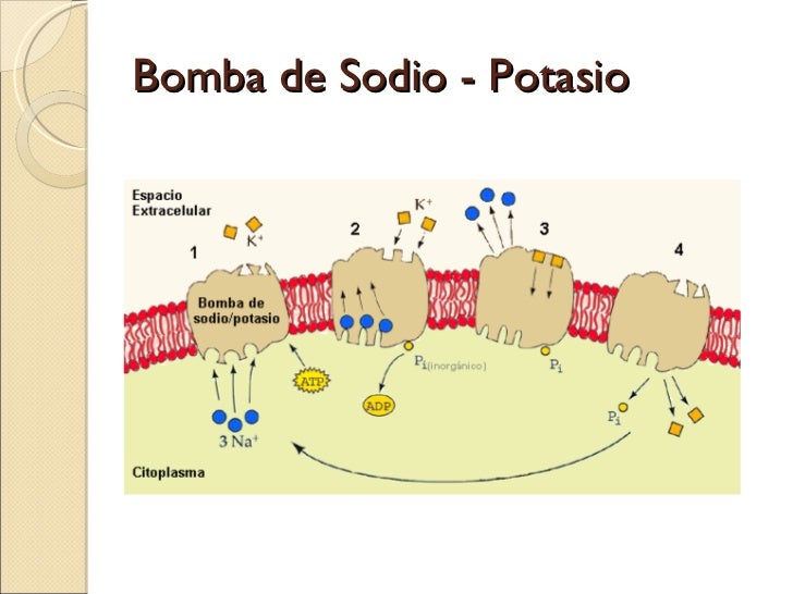 Membrana plasmática slider