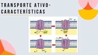 T R A N S P O R T E a t i v o -
c a r a c t e r í s t i c a s
 