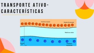 T R A N S P O R T E a t i v o -
c a r a c t e r í s t i c a s
 