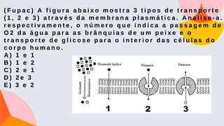 ( F u p a c ) A f i g u r a a b a i x o m o s t r a 3 t i p o s d e t r a n s p o r t e
( 1 , 2 e 3 ) a t r a v é s d a m e m b r a n a p l a s m á t i c a . A n a l i s e - a .
r e s p e c t i v a m e n t e , o n ú m e r o q u e i n d i c a a p a s s a g e m d e
O 2 d a á g u a p a r a a s b r â n q u i a s d e u m p e i x e e o
t r a n s p o r t e d e g l i c o s e p a r a o i n t e r i o r d a s c é l u l a s d o
c o r p o h u m a n o .
A ) 1 e 1
B ) 1 e 2
C ) 2 e 1
D ) 2 e 3
E ) 3 e 2
 