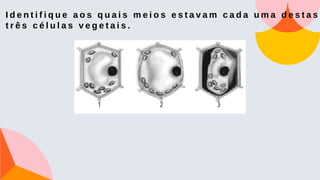 I d e n t i f i q u e a o s q u a i s m e i o s e s t a v a m c a d a u m a d e s t a s
t r ê s c é l u l a s v e g e t a i s .
 