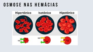 o s m o s e n a s h e m á c i a s
 