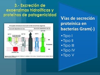 3.- Excreción de exoenzimashidrolíticas y proteínas de patogenicidad