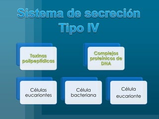 Sistema de secreciónTipo IV