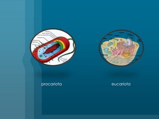 procariotaeucariota