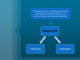 Invaginaciones contorneadas de la membrana citoplasmática, que forman estructuras especializadas: