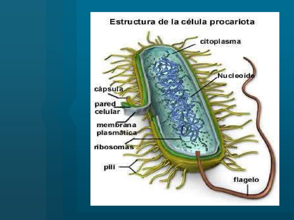 Membrana procariota