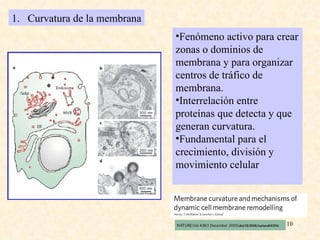 Curvatura de la membrana Fenómeno activo para crear zonas o dominios de membrana y para organizar centros de tráfico de membrana. Interrelación entre proteínas que detecta y que generan curvatura. Fundamental para el crecimiento, división y movimiento celular 