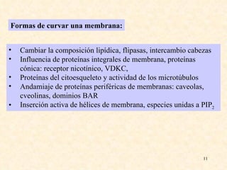 Formas de curvar una membrana: Cambiar la composición lipídica, flipasas, intercambio cabezas Influencia de proteínas integrales de membrana, proteínas cónica: receptor nicotínico, VDKC,  Proteínas del citoesqueleto y actividad de los microtúbulos Andamiaje de proteínas periféricas de membranas: caveolas, cveolinas, dominios BAR  Inserción activa de hélices de membrana, especies unidas a PIP 2 