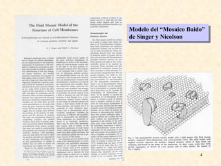 Modelo del “Mosaico fluido”  de Singer y Nicolson 