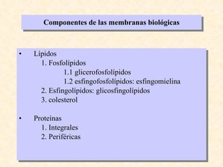 Componentes de las membranas biológicas Lípidos 1. Fosfolípidos 1.1 glicerofosfolípidos 1.2 esfingofosfolípidos: esfingomielina 2. Esfingolípidos: glicosfingolípidos 3. colesterol Proteínas 1. Integrales 2. Periféricas 