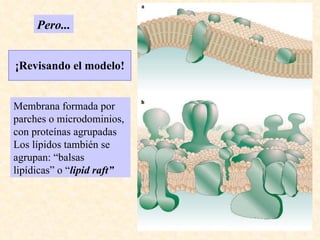 ¡Revisando el modelo! Membrana formada por parches o microdominios, con proteínas agrupadas Los lípidos también se agrupan: “balsas lipídicas” o “ lipid raft” Pero... 