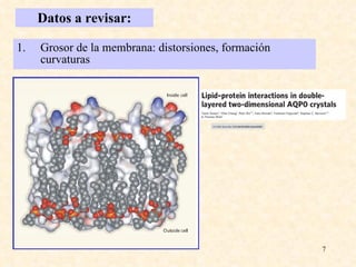 Datos a revisar: Grosor de la membrana: distorsiones, formación curvaturas 