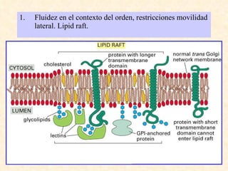 Fluidez en el contexto del orden, restricciones movilidad lateral. Lipid raft . 
