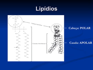 Lipídios Cabeça: POLAR Cauda: APOLAR 