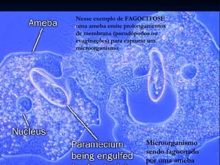 Nesse exemplo de FAGOCITOSE uma ameba emite prolongamentos de membrana (pseudópodos ou evaginações) para capturar um microorganismo Microorganismo  sendo fagocitado por uma ameba 
