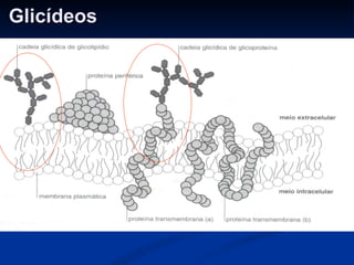 Glicídeos  